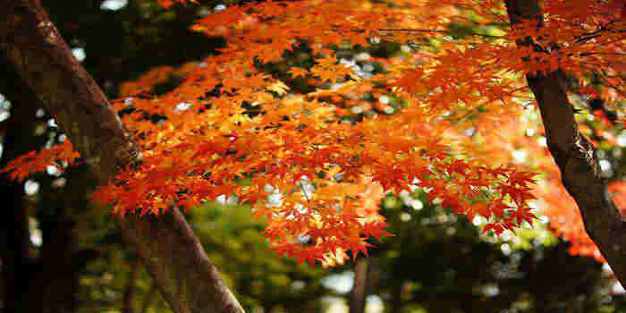 紅葉 紅葉
